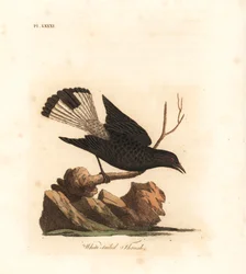 Collalba negra, Oenanthe leucura (Zorzal de cola blanca, Turdus leucurus). De A General History of Birds, Winchester