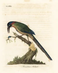 Momoto coronado azul, Momotus momota (Momoto brasileño, Momotus brasiliensis). Grabado en cobre coloreado a mano dibujado y grabado por John Latham de su propia Historia General de las Aves, Winchester