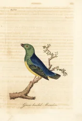 Clorofonia de nuca azul, Chlorophonia cyanea (Saltarín de cabeza verde, nativo de Sudamérica). Grabado en cobre coloreado a mano dibujado y grabado por John Latham de su propia A General History of Birds, Winchester