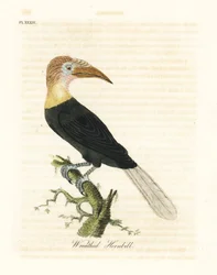 Cálao de Blyth o de Papúa, Rhyticeros plicatus. Grabado a mano en cobre por John Latham de su propia A General History of Birds, Winchester