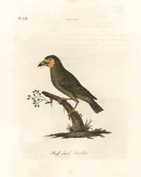 Barbudo de cabeza marrón, Megalaima zeylanica. Grabado a mano coloreado por John Latham de su propia A General History of Birds, Winchester