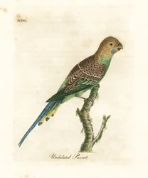 Periquito, Melopsittacus undulatus. Grabado a mano coloreado por John Latham de su propia Historia General de las Aves, Winchester