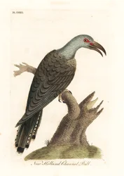 Cuco de pico canalizado, Scythrops novaehollandiae (cuco de Australasia, Psittaceous hornbill). Grabado en cobre coloreado a mano dibujado y grabado por John Latham de su propia A General History of Birds, Winchester