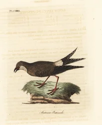 Canastera común, Glareola pratincola. Grabado a mano coloreado por John Latham de su propia Historia General de las Aves, Winchester