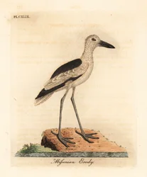 Chorlito cangrejero, Dromas ardeola (Garza abisinia, Ardea pondiceriana). De A General History of Birds, Winchester