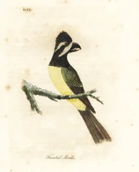 Shrikepetit crestado, Falcunculus frontatus. Grabado a mano coloreado por John Latham de su propia Historia General de las Aves, Winchester