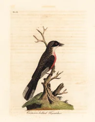 Papamoscas de vientre carmesí, Muscicapa coccinigastra. Especie desconocida de ave copiada de una ilustración del Pintor de Port Jackson. Grabado en cobre coloreado a mano dibujado y grabado por John Latham de su propia Historia General de las Aves, Winche