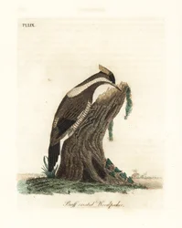 Pájaro carpintero de cresta carmesí, Campephilus melanoleucos (Pájaro carpintero de cresta amarilla, Picus melanoleucus). Basado en una piel en el Museo Leveriano. Grabado en cobre coloreado a mano dibujado y grabado por John Latham de su propia Historia G