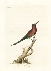Colibrí carmesí, Aethopyga siparaja seheriae (Trepador de Goulpourah). Grabado en cobre coloreado a mano dibujado y grabado por John Latham de su propia Historia General de las Aves, Winchester