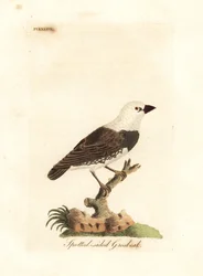 Diamante moteado, Stagonopleura guttata (picogordo de flancos moteados, Fringilla leucocephala). Plancha de cobre coloreada a mano, dibujada y grabada por John Latham para su propia A General History of Birds, Winchester