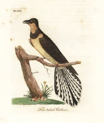 Cuco de cola de abanico, Cacomantis flabelliformis (Cuco de cola de abanico, Cuculus flabelliformis). Grabado en cobre coloreado a mano dibujado y grabado por John Latham de su propia Historia General de las Aves, Winchester