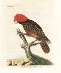 Cacatúa gang-gang, Callocephalon fimbriatum (loro de corona roja, Psittacus galeatus). Grabado en cobre coloreado a mano, dibujado y grabado por John Latham de su propia A General History of Birds, Winchester
