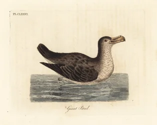 Petrel gigante, Macronectes giganteus (como Precellaria gigantea, error por Procellaria gigantea). Grabado en cobre coloreado a mano dibujado y grabado por John Latham de su propia Historia General de las Aves, Winchester