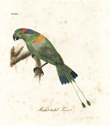 Loro de cola de raqueta con manto dorado, Prioniturus platurus. Grabado a mano en cobre por John Latham de su propia A General History of Birds, Winchester