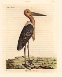 Marabú mayor, Leptoptilos dubious. En peligro. (Grulla gigante, Ardea argala). De A General History of Birds, Winchester