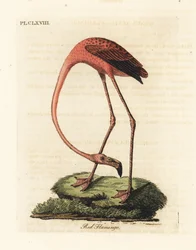 Flamenco mayor, Phoenicopterus roseus, o flamenco americano, Phoenicopterus ruber. Grabado a mano coloreado de cobre de John Latham de su propia Historia General de las Aves, Winchester