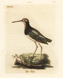 Agachadiza mayor, Rostratula benghalensis. Grabado a mano coloreado de cobre de John Latham de su propia Historia General de las Aves, Winchester