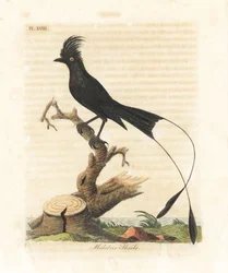 Drongo de raquetas grande, Dicrurus paradiseus (alcaudón de Malabar, Lanius malabaricus). Plancha de cobre coloreada a mano, dibujada y grabada por John Latham para su propia obra A General History of Birds, Winchester