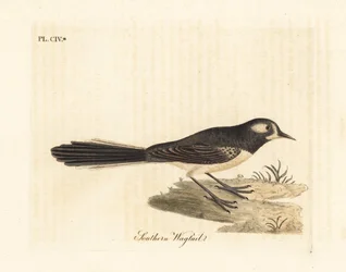 Cola de abanico gris, Rhipidura albiscapa (Cola de abanico del sur, basado en una pintura del Pintor de Port Jackson). Grabado en cobre coloreado a mano dibujado y grabado por John Latham de su propia Historia General de las Aves, Winchester