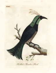 Ave del paraíso con gorguera, posiblemente una especie híbrida o extinta. Dibujado de un espécimen en la colección del General Davies. Grabado a mano coloreado por John Latham de su propia Historia General de las Aves, Winchester