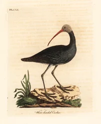 Ibis hadada, Bostrychia hagedash. Grabado a mano en cobre por John Latham de su propia A General History of Birds, Winchester
