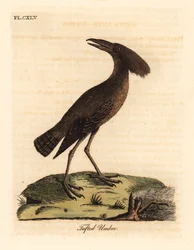 Hamerkop, Scopus umbretta. Grabado a mano en cobre por John Latham de su propia A General History of Birds, Winchester