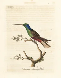 Colibrí arlequín, Trochilus multicolor. Especimen fabricado en el Museo Británico. Grabado a mano coloreado de cobre de John Latham de su propia Historia General de las Aves, Winchester