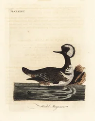Serreta capuchona, Lophodytes cucullatus (Mergus cucullatus). De A General History of Birds, Winchester
