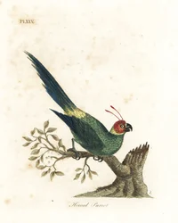 Periquito cornudo, Eunymphicus cornutus. Vulnerable (Loro cornudo, Psittacus bisetis). De A General History of Birds, Winchester