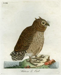 Búho Hutum, 1821