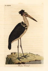 Marabú menor, Leptoptilos javanicus. Vulnerable. (Cráneo de Modun.) Grabado en cobre coloreado a mano dibujado y grabado por John Latham de su propia A General History of Birds, Winchester