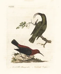 Akialoa menor, Hemignathus obscurus (extinto) y myzomela cardenal, Myzomela cardinalis. (Mielero verde de pico ganchudo, Certhia obscura, nativo de Hawái, y mielero cardenal, Certhia cardinalis, nativo de Tanna, Vanuatu).