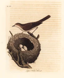 Curruca zarcerilla, Sylvia curruca, con nido y huevos. Grabado a mano coloreado por John Latham de su propia Historia General de las Aves, Winchester