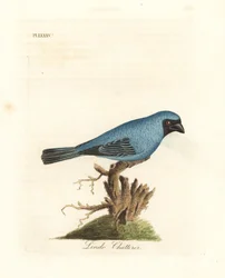 Lindo charlatán. Quizás el tangara golondrina, Tersina viridis, pero con la parte inferior del cuerpo azul, no blanca. Grabado en cobre coloreado a mano dibujado y grabado por John Latham de su propia Historia General de las Aves, Winchester