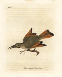 Abejaruco pequeño, Merops pusillus (Abejaruco de alas rojas, Merops erythropterus). África. Grabado en cobre coloreado a mano dibujado y grabado por John Latham de su propia Historia General de las Aves, Winchester