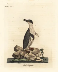 Pingüino pequeño, Eudyptula minor, o pingüino de aletas blancas, Eudyptula minor albosignata. Grabado a mano en cobre por John Latham de su propia A General History of Birds, Winchester