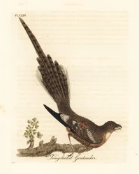 Chotacabras colilargo, Caprimulgus climacurus (chotacabras de cola larga). Plancha de cobre coloreada a mano, dibujada y grabada por John Latham a partir de su propia obra A General History of Birds, Winchester