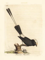 Tirano de cola larga, Colonia colonus (papamoscas peruano, Le Colon). Plancha de cobre coloreada a mano, dibujada y grabada por John Latham para su propia A General History of Birds, Winchester
