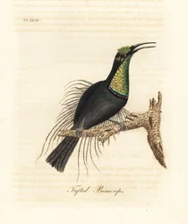Ave fusil magnífica, Ptiloris magnificus. Dibujado de un espécimen en el Museo de Bullock. Grabado a mano coloreado de cobre de John Latham de su propia Historia General de las Aves, Winchester