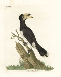 Cálao de pie de Malabar, Anthracoceros coronatus. Grabado a mano coloreado por John Latham de su propia Historia General de las Aves, Winchester