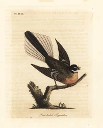 Cola de abanico de Nueva Zelanda, Rhipidura fuliginosa (Atrapamoscas de cola de abanico). Grabado en cobre coloreado a mano dibujado y grabado por John Latham de su propia Historia General de las Aves, Winchester