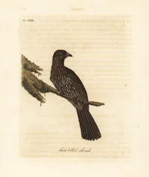 Piopio de la Isla Sur de Nueva Zelanda, Turnagra capensis. Extinto. (Zorzal de pico grueso, Turdus crassirostris). Grabado en cobre coloreado a mano dibujado y grabado por John Latham de su propia Historia General de las Aves, Winchester