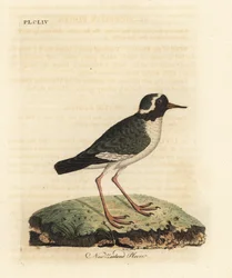 Chorlito de Nueva Zelanda, Charadrius obscure. Grabado a mano coloreado de cobre de John Latham de su propia Historia General de las Aves, Winchester