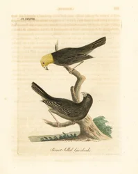 Or, Psittirostra psittacea, macho (arriba) y hembra. En peligro crítico, posiblemente extinta. (Picogordo de pico de loro, Loxia psittacea). Grabado en cobre coloreado a mano dibujado y grabado por John Latham de su propia A General History of Birds, Winch
