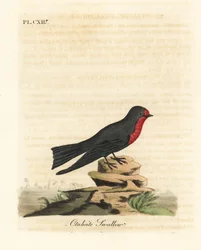 Golondrina del Pacífico, Hirundo tahitica (Golondrina de Otaheite, Hirundo tahitiae). Grabado en cobre coloreado a mano dibujado y grabado por John Latham de su propia A General History of Birds, Winchester