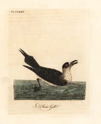 Págalo parásito, Stercorarius parasiticus. Grabado a mano en cobre por John Latham de su propia A General History of Birds, Winchester