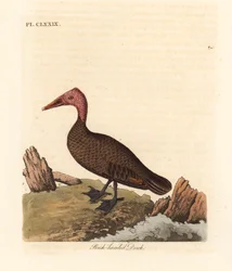 Pato de cabeza rosada, Rhodonessa caryophyllacea. Extinto desde la década de 1950. Grabado a mano coloreado por John Latham de su propia Historia General de las Aves, Winchester