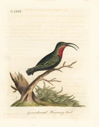 Colibrí de garganta púrpura, Eulampis jugularis. Grabado a mano coloreado de cobre de John Latham de su propia Historia General de las Aves, Winchester