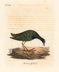 Gallineta morada, Porphyrio martinicus (Gallineta de Martinico, Gallinula martinica). De A General History of Birds, Winchester
