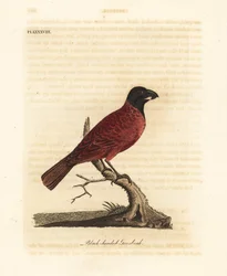 Picogordo rojo y negro, Periporphyrus erythromelas. Casi amenazado. (Picogordo de cabeza negra, Loxia erythromelas.) Plancha de cobre coloreada a mano, dibujada y grabada por John Latham de su propia A General History of Birds, Winchester